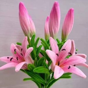 Meet your Posher, Haydee